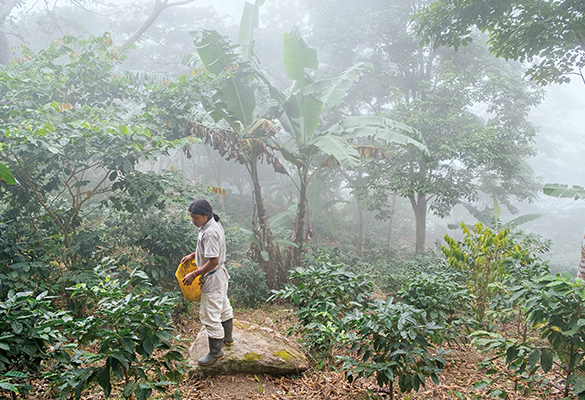 A Kogi farmer in El Trompito, an indigenous community on the outskirts of Tayrona National Park, harvests mature coffee.