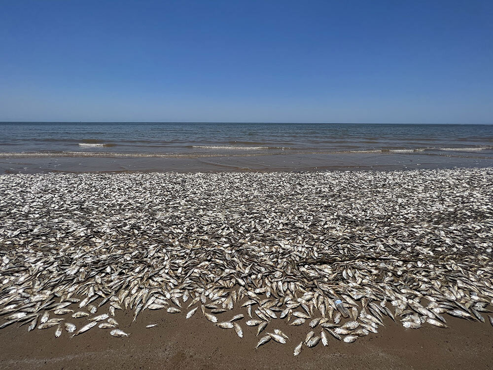 The June 2023 die-off in Texas, seen here from Quintana Beach, was caused by warmed shallow waters, few waves to oxygenate the water, and cloudy days, which prevented underwater plants from photosynthesizing