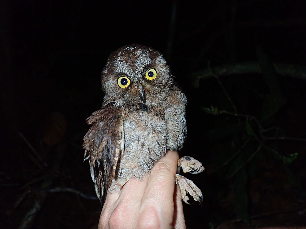 A photo of a small owl being held