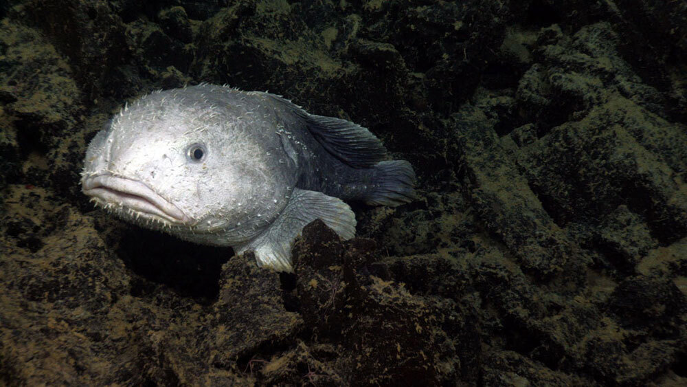 A picture of a grey fish with a wide head