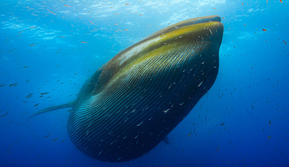 A photo of a large whale underwater