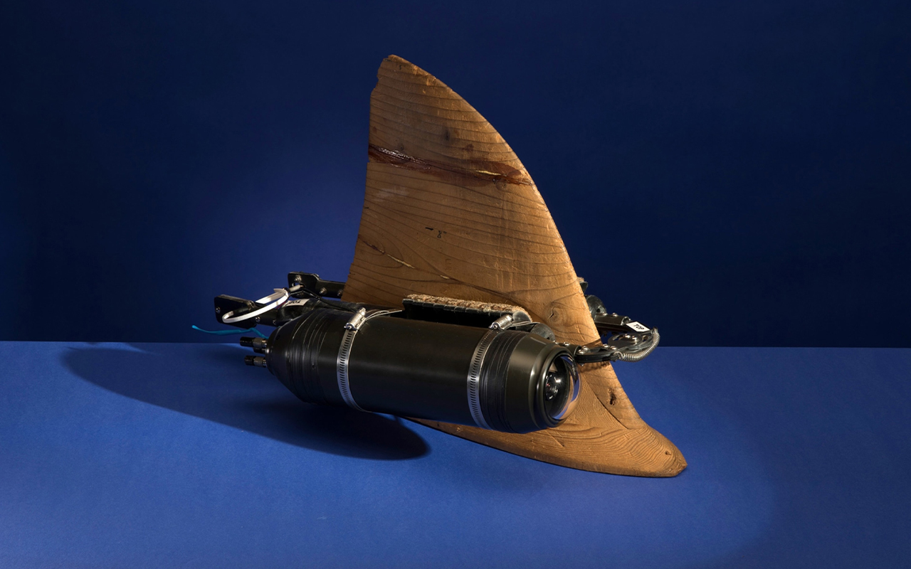 This Crittercam is designed to be attached to the fin of a shark, and captures images from the animal's perspective.