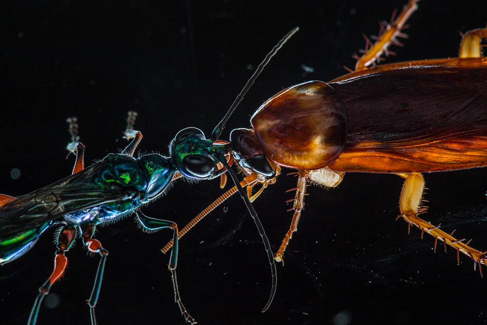 The jewel wasp hunts cockroaches and takes over their decision-making processes.