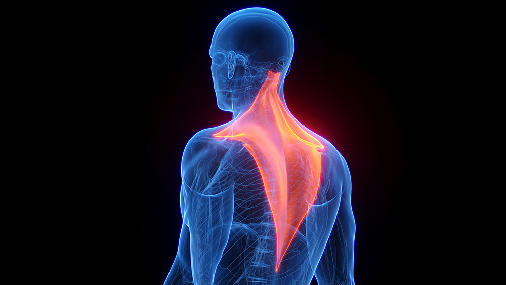 The trapezius muscle is shown red in this computer illustration