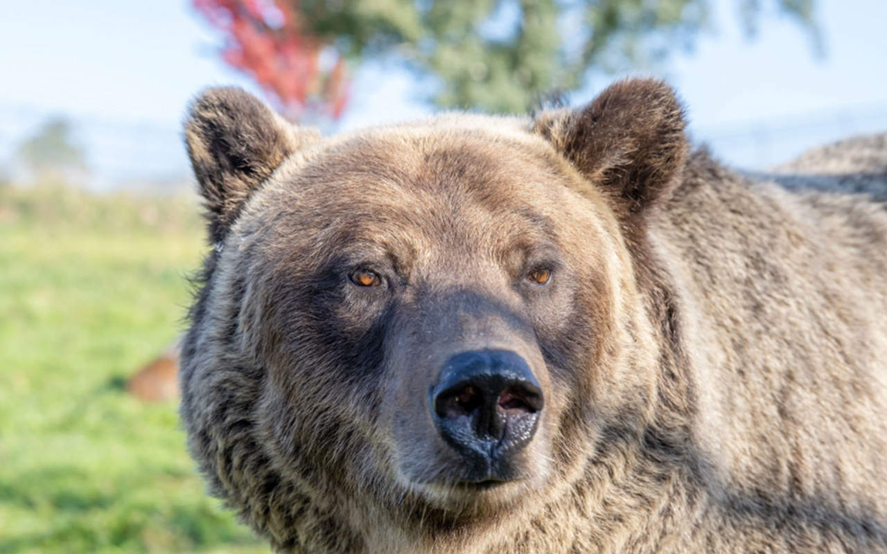 Grizzly bears (pictured, a captive bear at the WSU Bear Center) can weigh up to 800 pounds.