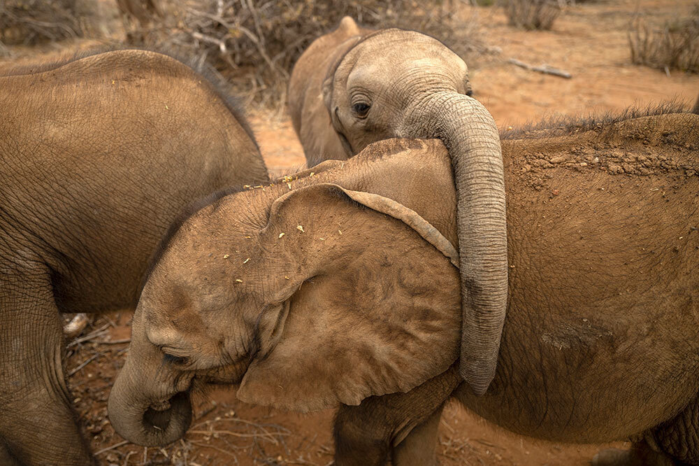 A picture of baby elephants