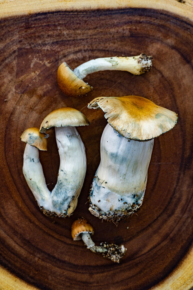 An earthy platter showcases the many shapes of the Hillbilly psychedelic mushroom.