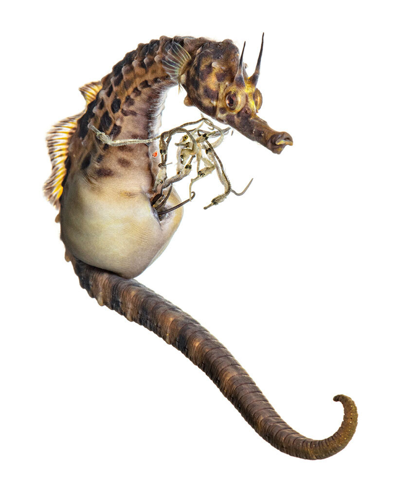 A male seahorse gives birth