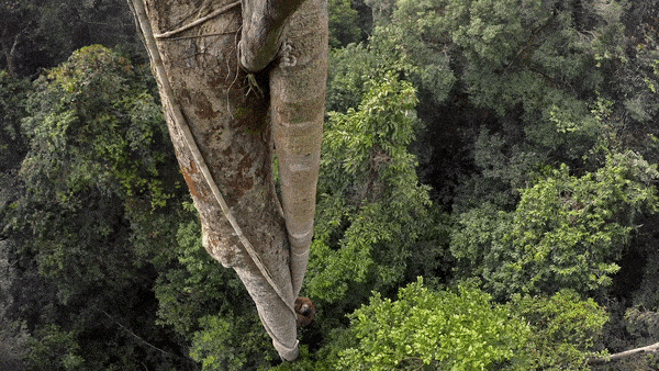 Tempted by the fruit of a strangler fig, a Bornean orangutan climbs 100 feet into the canopy. With males weighing as much as 200 pounds, orangutans are the world’s largest tree-dwelling animals.