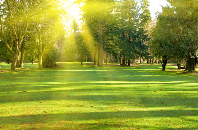 Summer in the park