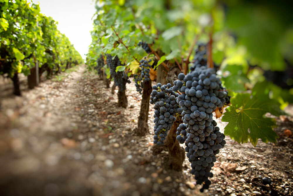 Vineyards in Bordeaux, France, like this one photographed in 2016, have typically depended on rainfall for their water, so climate change directly influences wine productivity.