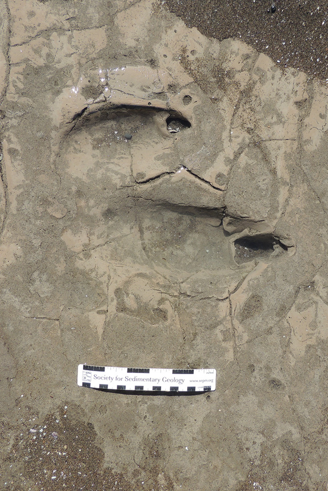 Detail of a single Rionegrina footprint showing a strong claw trace left by the central digit