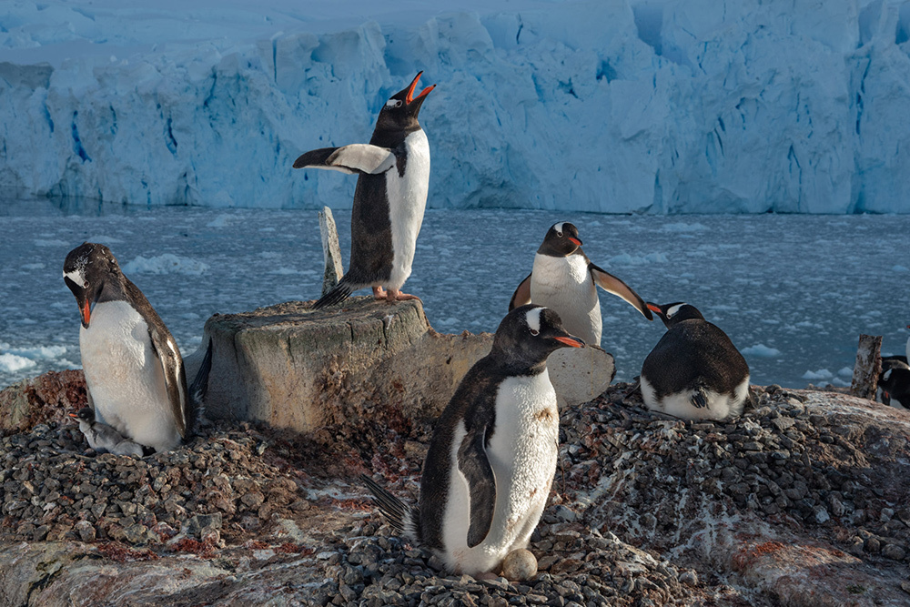 Gentoo Penguin extend their wings and run around the rocks