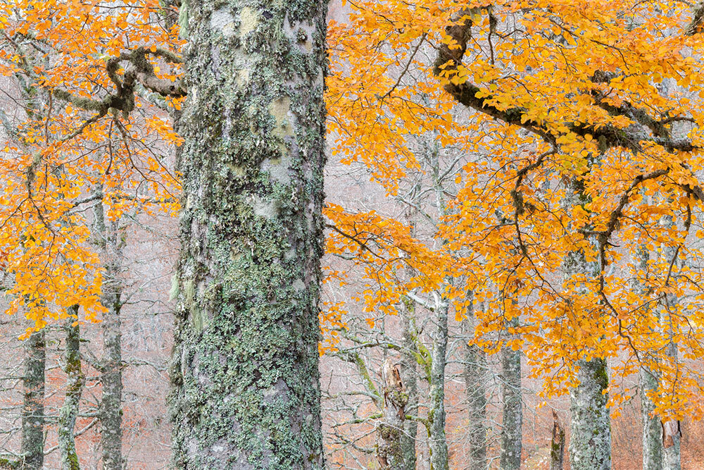 Italy’s Abruzzo, Lazio, and Molise National Park is home to some of the oldest beech forests in Europe. Thanks to a location that’s difficult to access, these trees have escaped felling for centuries.