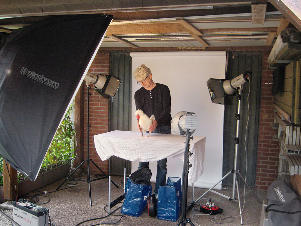 The photographer coaxes a chicken model to pose