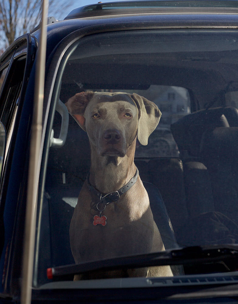 A dog in a car