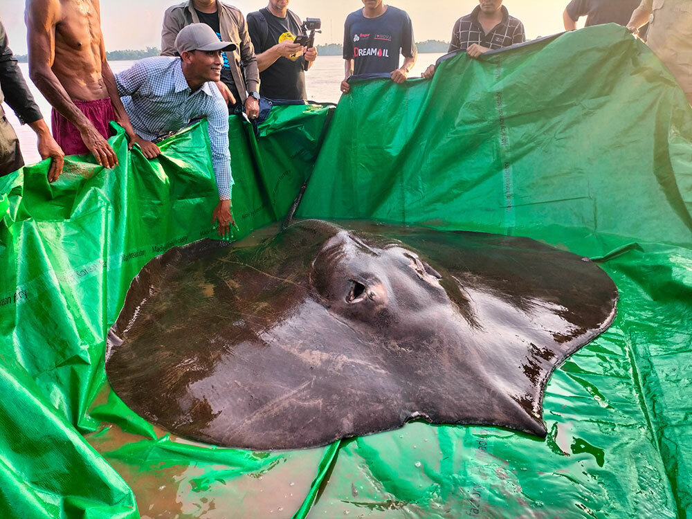 A picture of a large stingray on a tarp