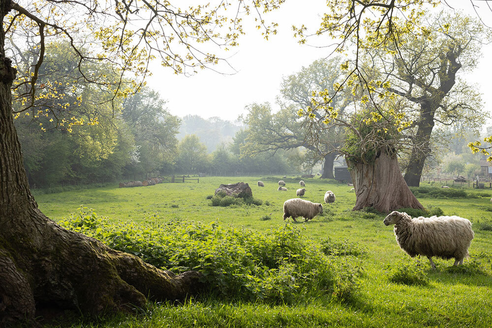 Sheep in a field with gnarled trees