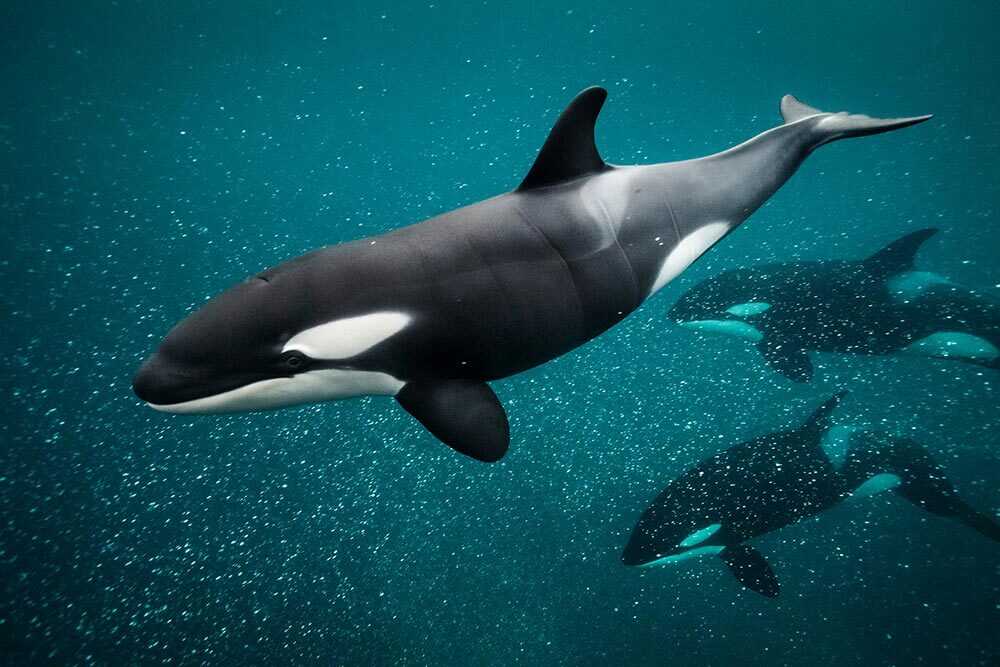 An orca calf and two adults chase herring off Norway.