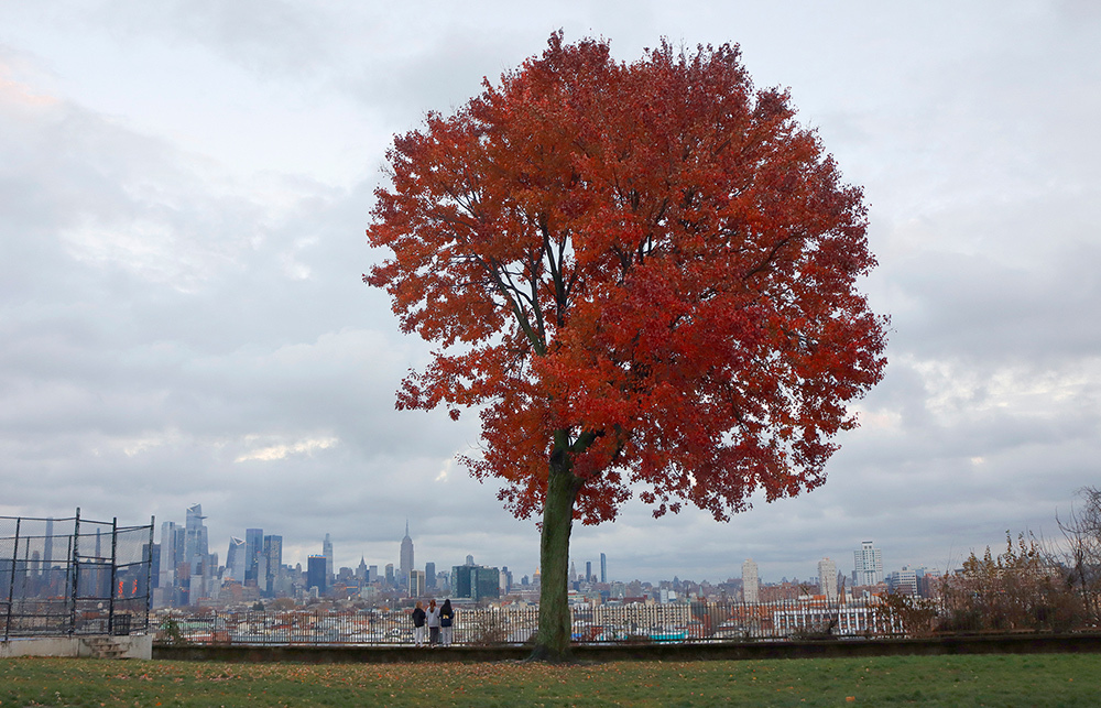 Scientists think trees release a red-producing chemical in the fall to help the tree absorb the tree's last remaining nutrients before winter strikes. Warming temperatures have been delaying this color change, with unclear consequences for trees' health.