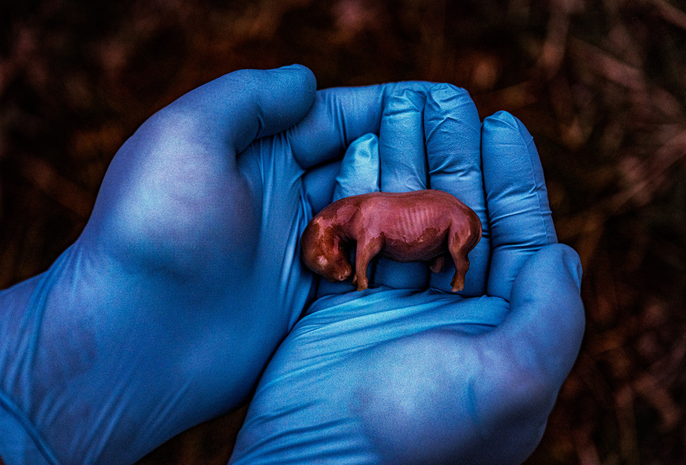 Hands covered in blue gloves gently clutch the tiny rhino embryo, the skin still thin and red.