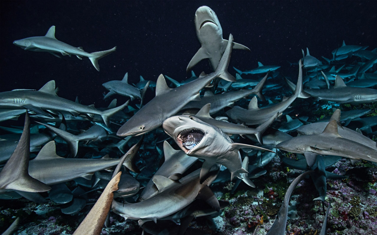 Gray reef sharks, common in the Indo-Pacific region, feed on short-nosed unicornfish.