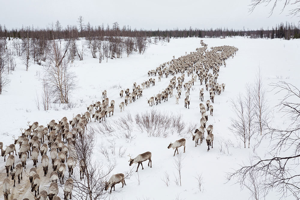 A herd of reindeer on white snow