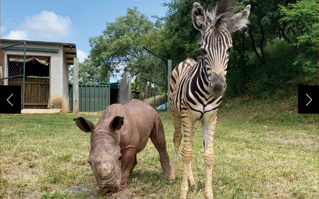 Daisy (left) and Modjadji can often be seen together at the Care For Wild Rhino Sanctuary in South Africa. Rescuers hope they will one day return to the wild, perhaps grazing close to each other on the savanna. 