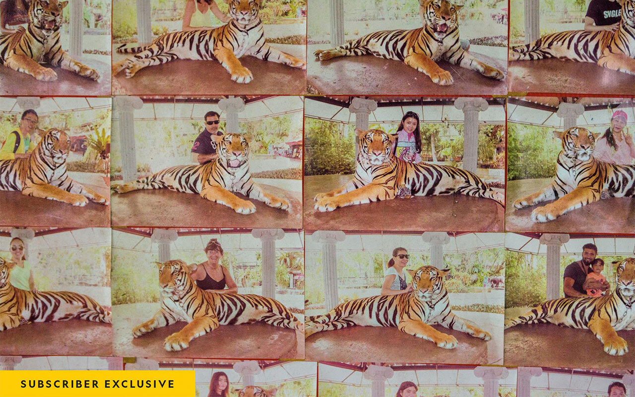 For $10, tourists can pose with this tiger at Phuket Zoo, in Thailand. Examples of souvenir photos are displayed here on a poster board. The tiger is held by a short chain and can’t stand up. Tigers may be declawed, or even drugged, to protect people around them.