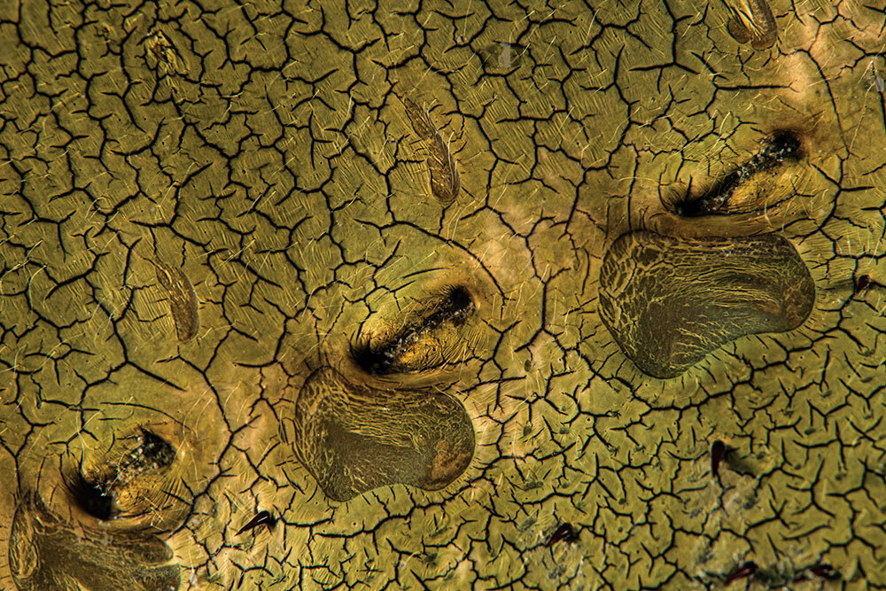 This isn’t an alien landscape—it’s an extreme close-up of the topside of a horseshoe crab’s abdomen. The gills are on the underside, and the dashes and indentations mark where they attach to the exoskeleton. The dark points beneath are minute spines that may function as whiskers do on a cat.