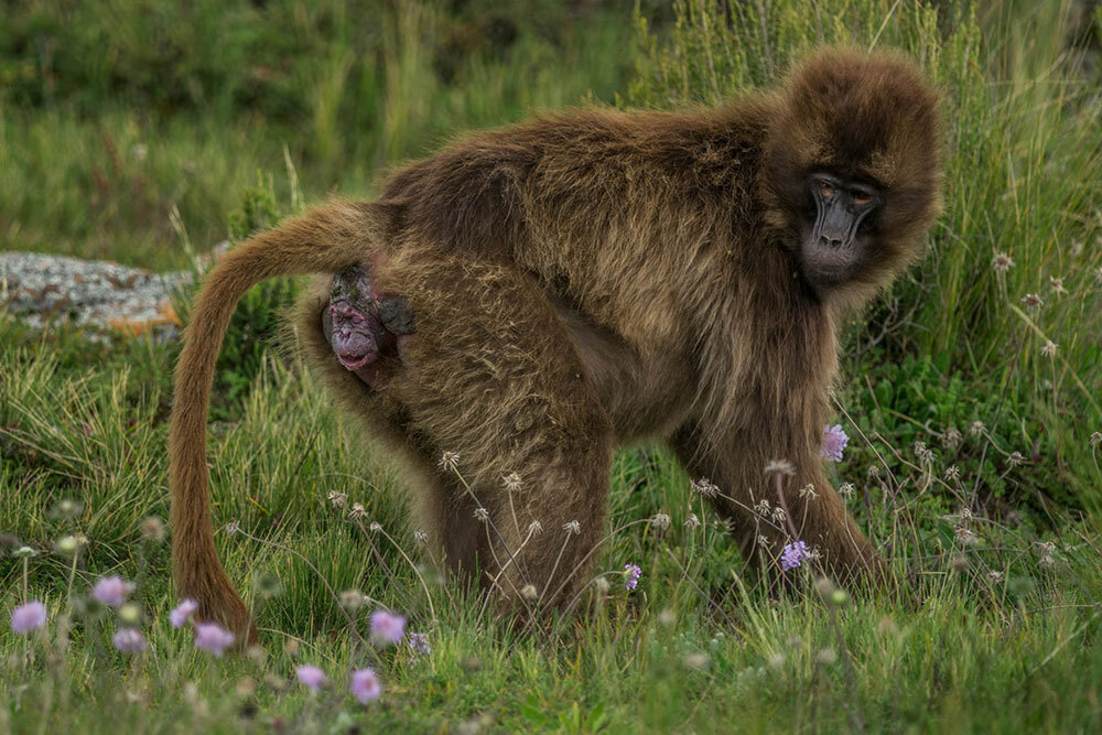 A photo of a monkey giving birth to a baby with only the baby's face having exited the mother