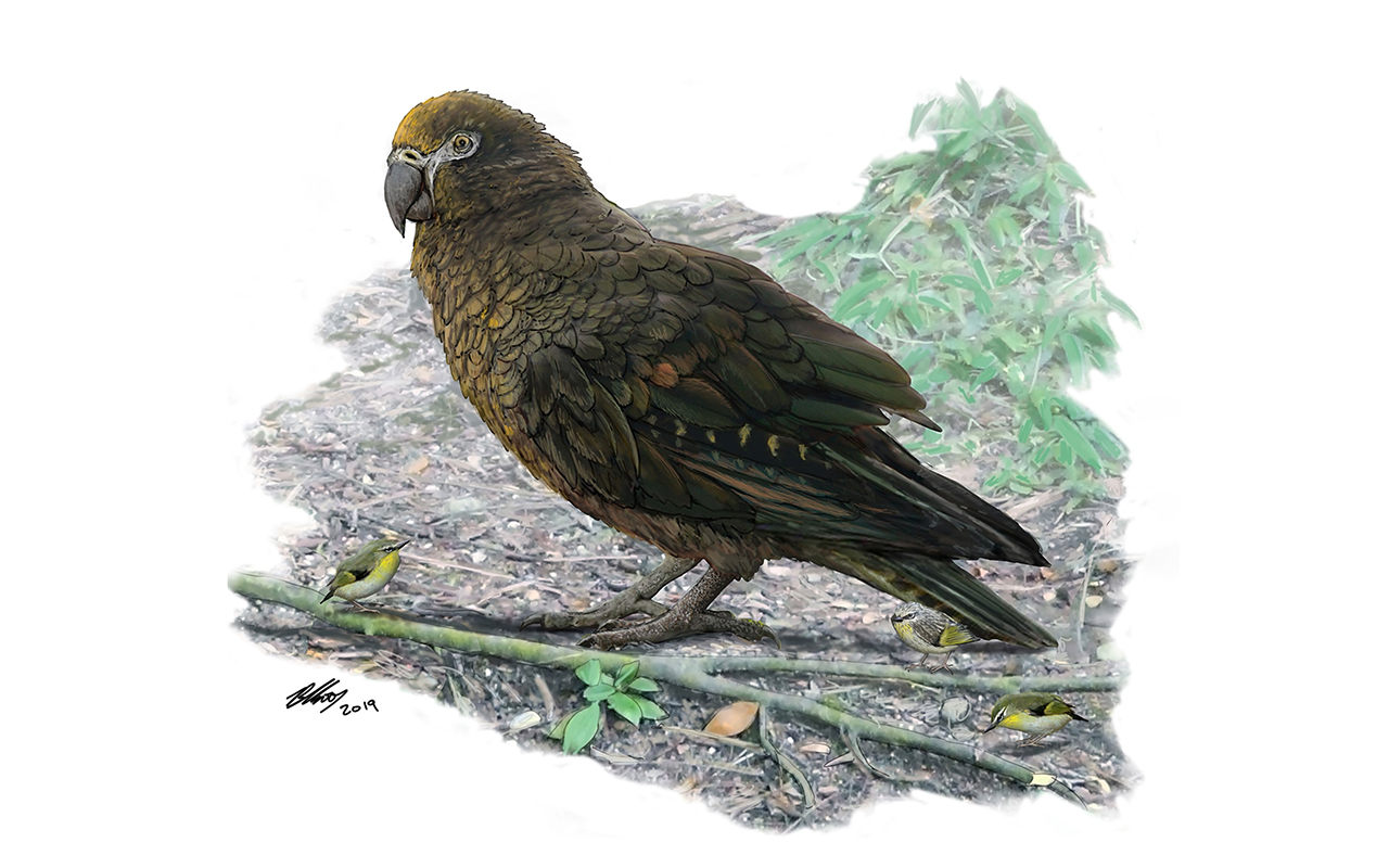 The giant parrot Heracles inexpectatus lived 16 to 19 million years ago in what is now New Zealand. Researchers estimate that this giant parrot would have weighed more than 15 pounds. Small wrens called Kuiornis that were also native to New Zealand at the time sit at the parrot's feet.