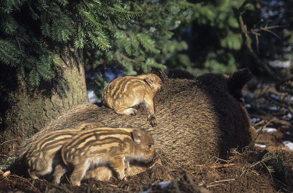 A picture of tiny piglets on their mother