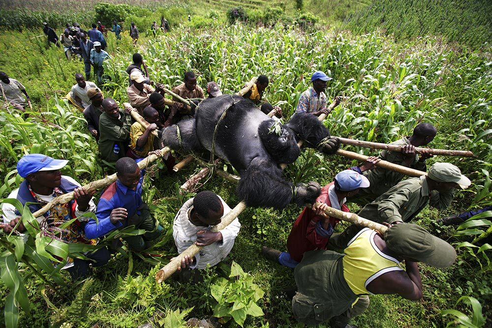 A large group of people carries a large gorilla on a stretcher made of sticks through a green field