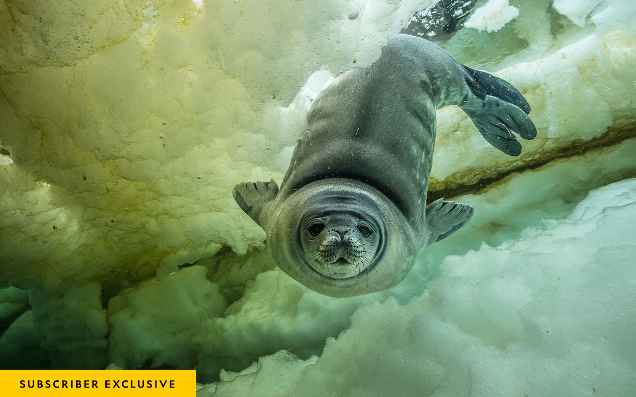 A curious young Weddell seal, weeks old, comes in for a close-up.