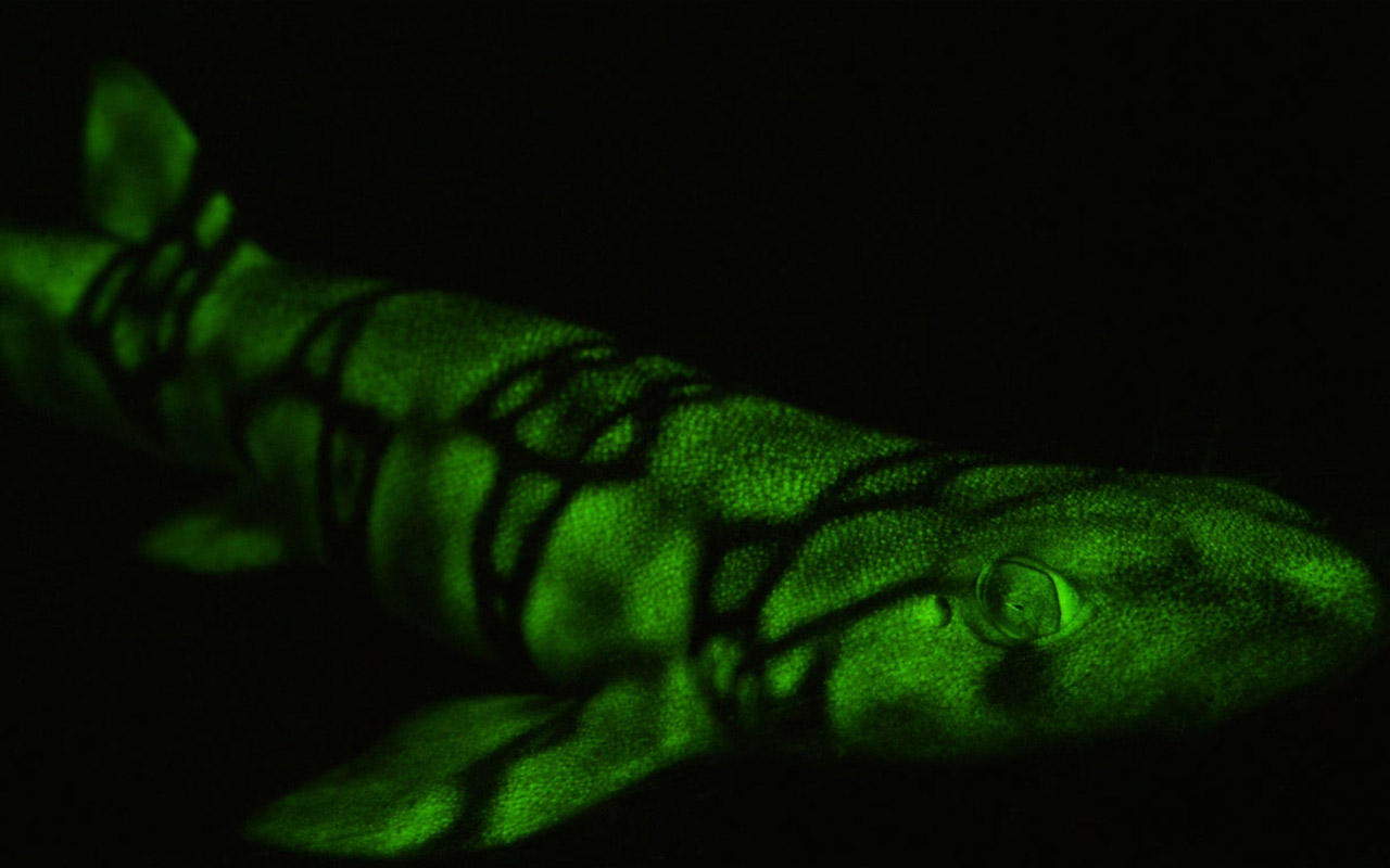 A chain catshark, one of the 200 species of marine animals to display biofluorescence, is seen glowing neon green on a deep sea fluorescent dive near California‘s coast.