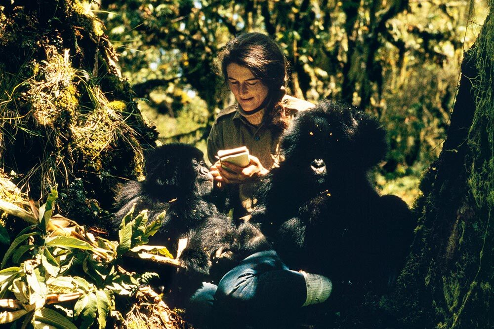 Dian Fossey observes Pucker Puss, a two-year-old female mountain gorilla, and Coco, a 16-month-old male, in the jungle of Volcanoes National Park in Rwanda. She nursed both to health after their families were killed by poachers.