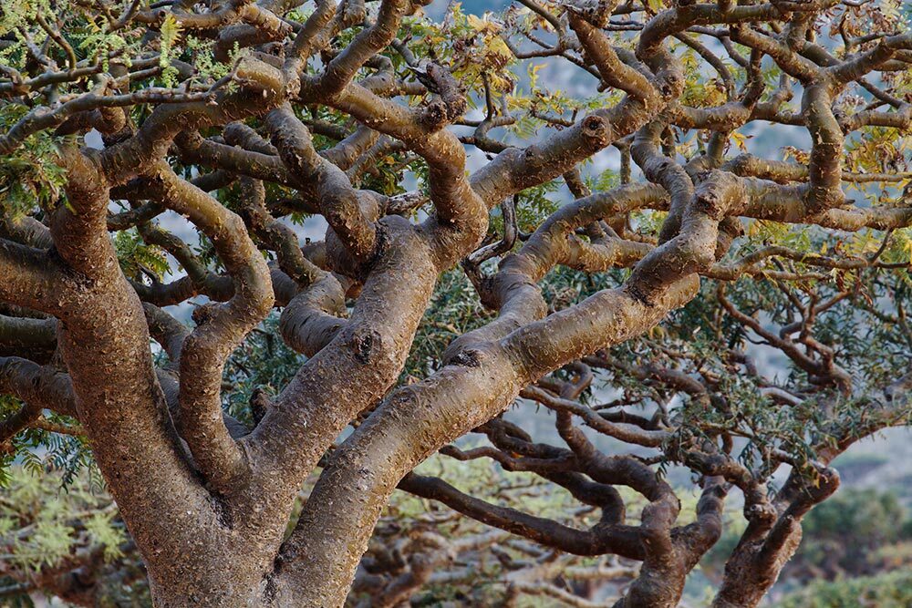 Frankincense trees, found throughout northern Africa and in India, Oman, and Yemen, are increasingly under pressure, largely because of overexploitation for their aromatic resin.