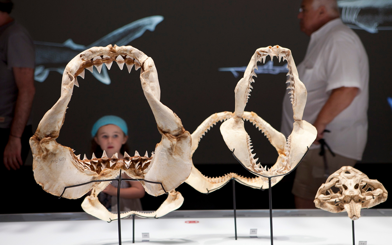 Children eyeball jaws from several types of sharks on display at Monaco’s Musée Oceanographique.