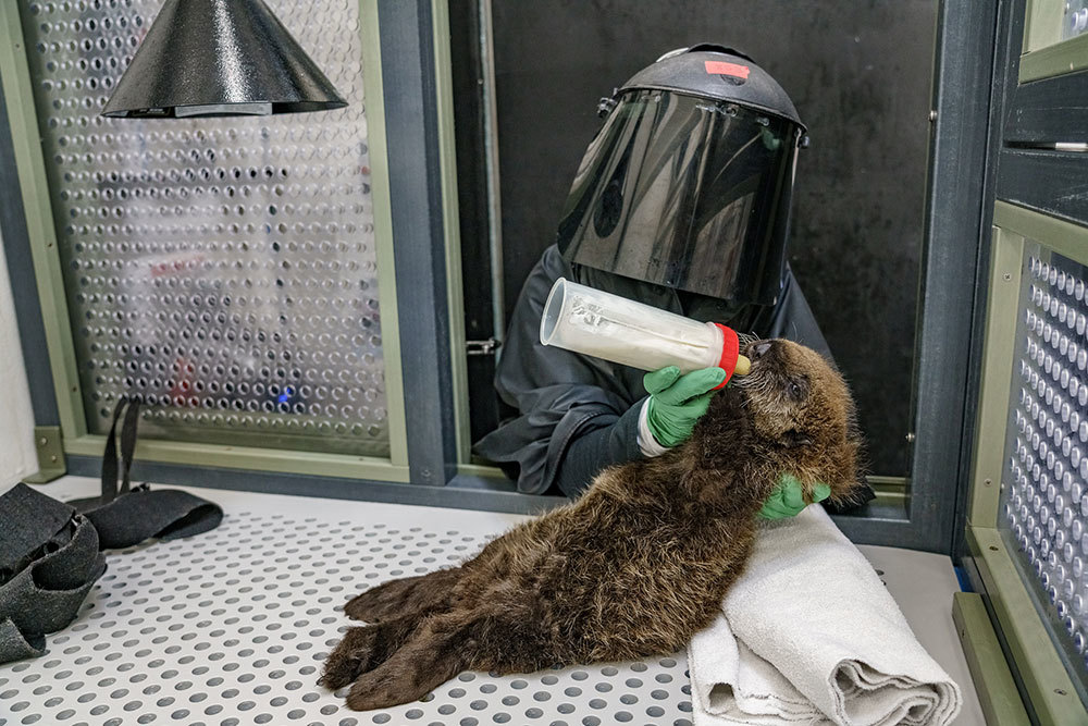 A picture of a person wearing a large black mask bottle feeding a baby otter