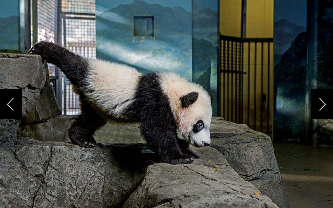 Bei Bei stretched from rock to rock in his enclosure. From birth, he was a star attraction at the National Zoo. 