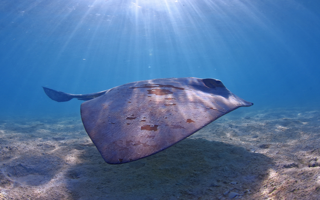 A cowtail stingray glides through Heron Island, Australia, part of the Great Barrier Reef.