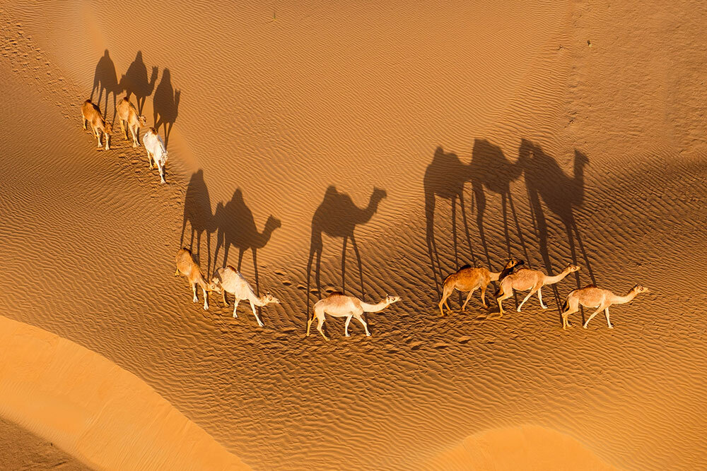 camels