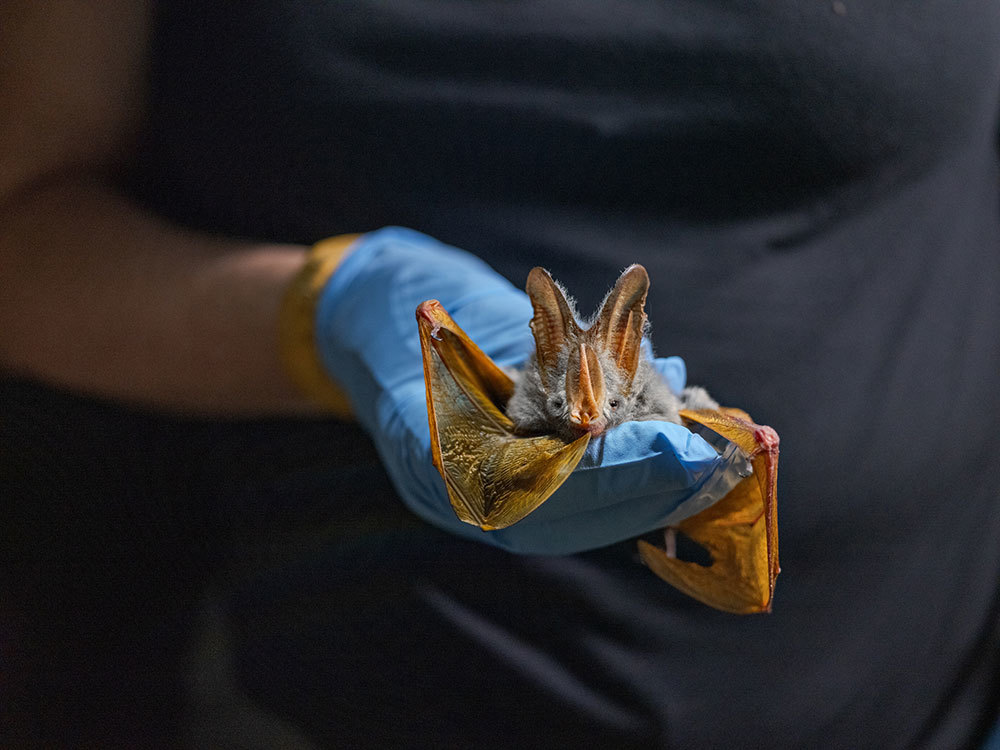 A picture of a bat held by a rescuer