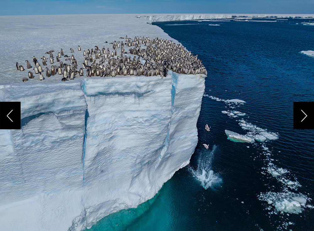 Emperor penguin chicks jumping off the ice shelf edge for their first swim, Atka Bay, Antarctica