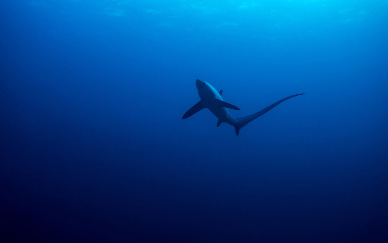 Today's open-ocean sharks, such as this pelagic thresher shark in the waters off the Philippines, represent a fraction of the open-ocean sharks that lived until a mysterious extinction event 19 million years ago.