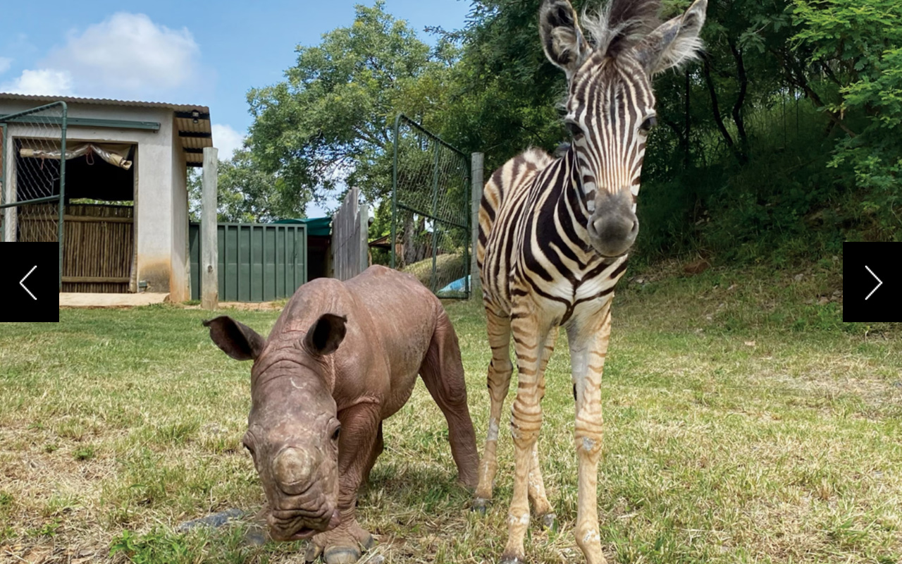 Daisy (left) and Modjadji can often be seen together at the Care For Wild Rhino Sanctuary in South Africa. Rescuers hope they will one day return to the wild, perhaps grazing close to each other on the savanna. 