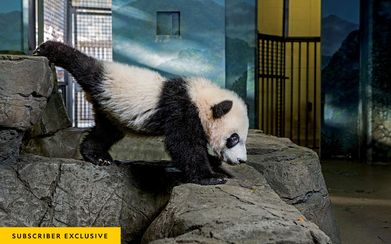 Bei Bei stretches from rock to rock in his enclosure. From birth, he was a star attraction at the National Zoo.