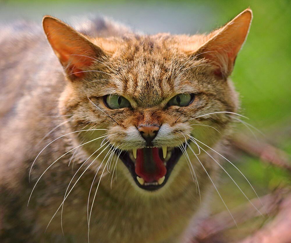 A cat that hisses and shows its teeth is showing aggressive behavior, one of the facial expressions recorded in the study.