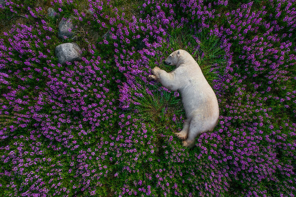 A picture of a polar bear slumbering in a field of bright purple flowers